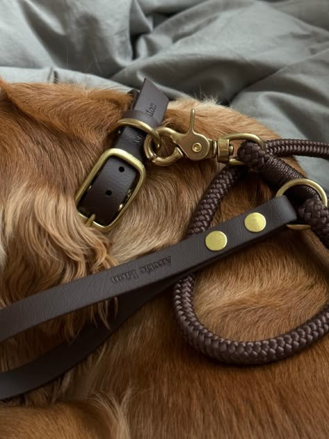 Furry Friends